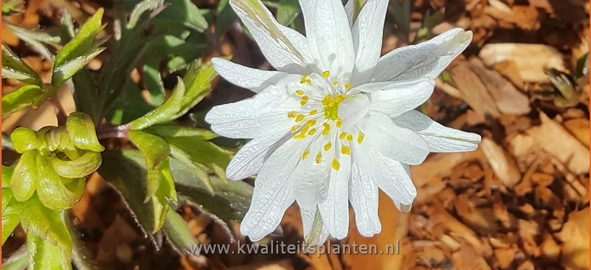 Anemone nemorosa 'Bracteata Pleniflora'