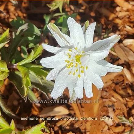 Anemone nemorosa 'Bracteata Pleniflora'