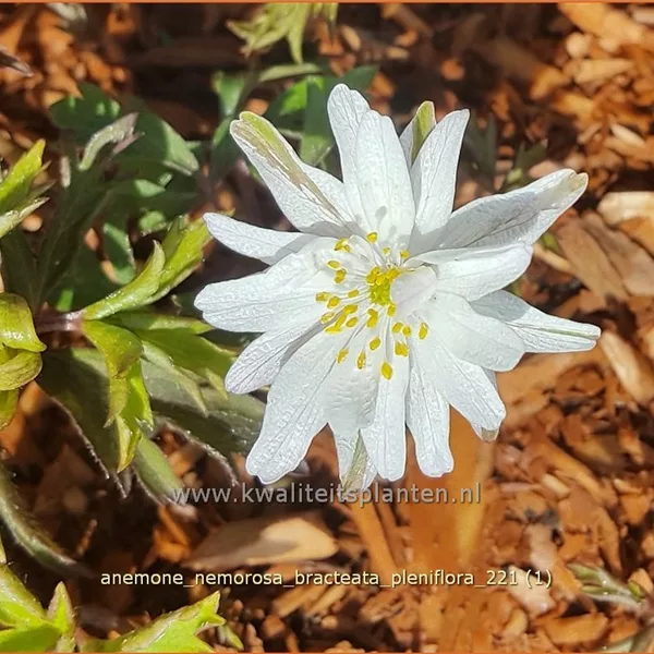 Anemone nemorosa 'Bracteata Pleniflora'