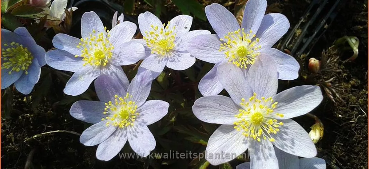 Anemone nemorosa 'Caerulea'