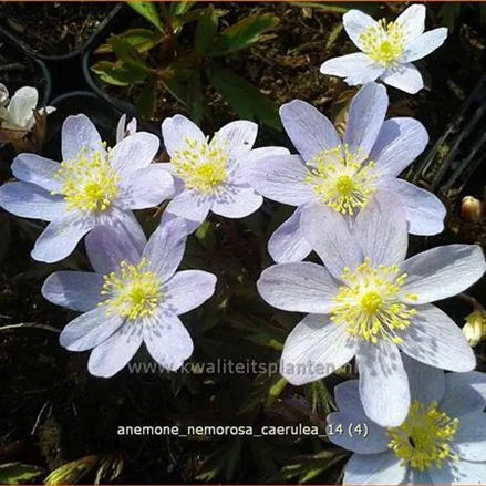 Anemone nemorosa 'Caerulea'