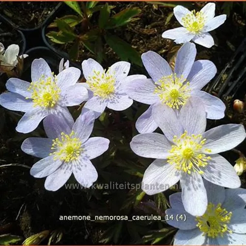 Anemone nemorosa 'Caerulea'