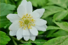 Anemone nemorosa 'Hilda'