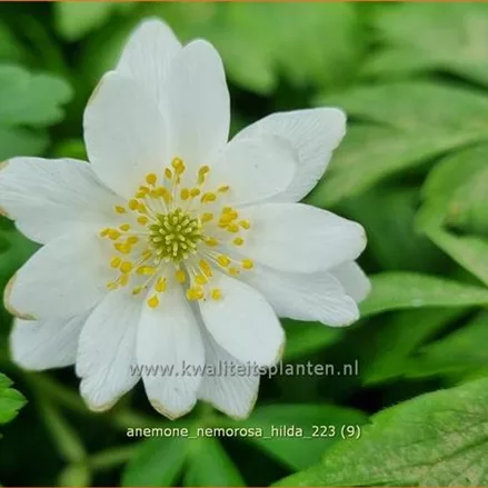 Anemone nemorosa 'Hilda'