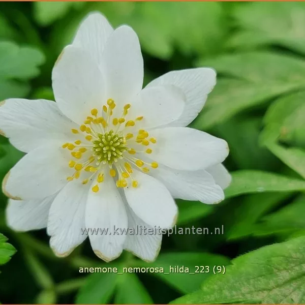 Anemone nemorosa 'Hilda'