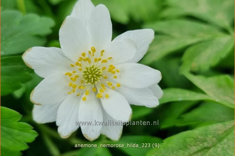 Anemone nemorosa 'Hilda'