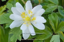 Anemone nemorosa 'Hilda'