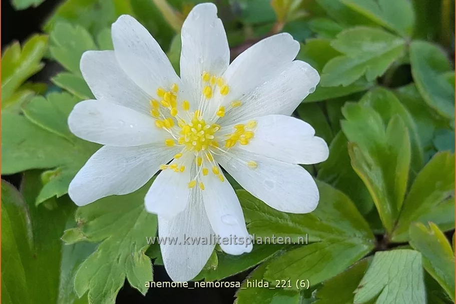 Anemone nemorosa 'Hilda'