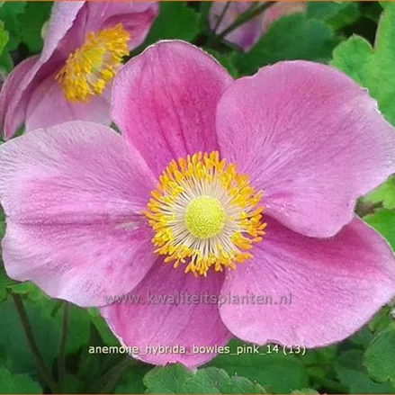 Anemone hybrida 'Bowles Pink'