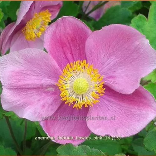Anemone hybrida 'Bowles Pink'
