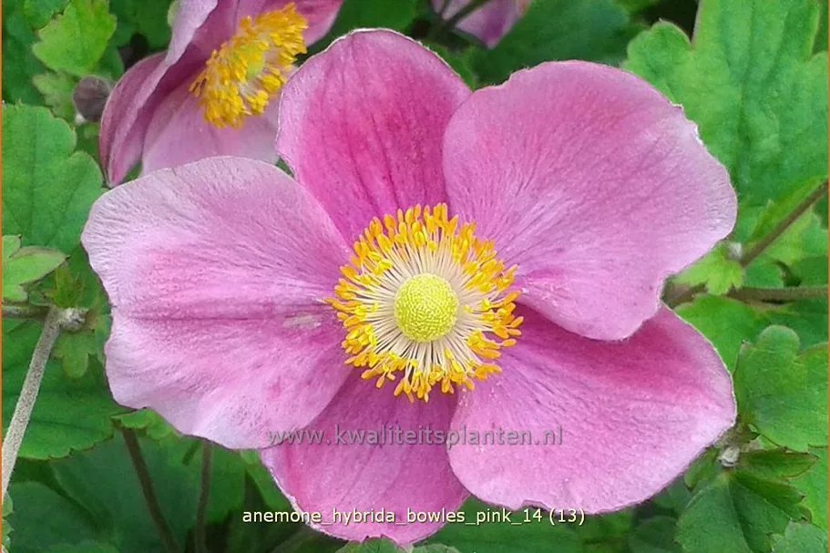 Anemone hybrida 'Bowles Pink'