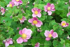 Anemone hybrida 'Bowles Pink'