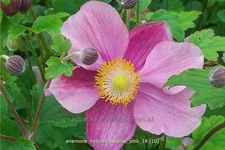 Anemone hybrida 'Bowles Pink'