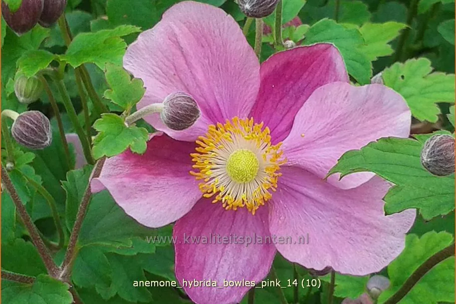 Anemone hybrida 'Bowles Pink'