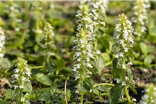 Ajuga reptans 'Alba'