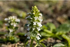 Ajuga reptans 'Alba'