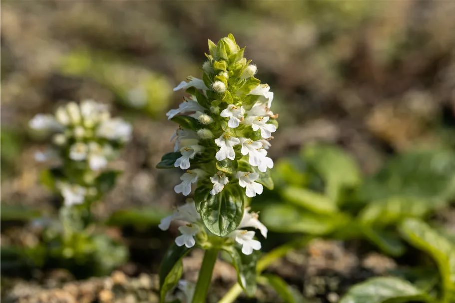 Ajuga reptans 'Alba'