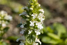 Ajuga reptans 'Alba'