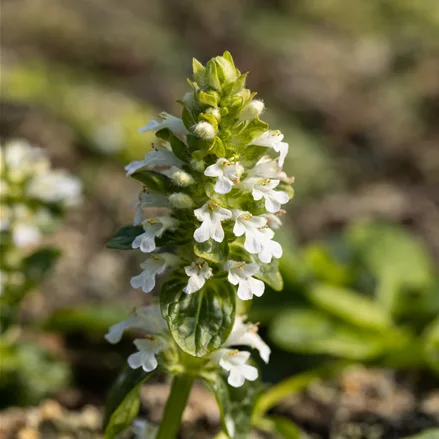 Ajuga reptans 'Alba'