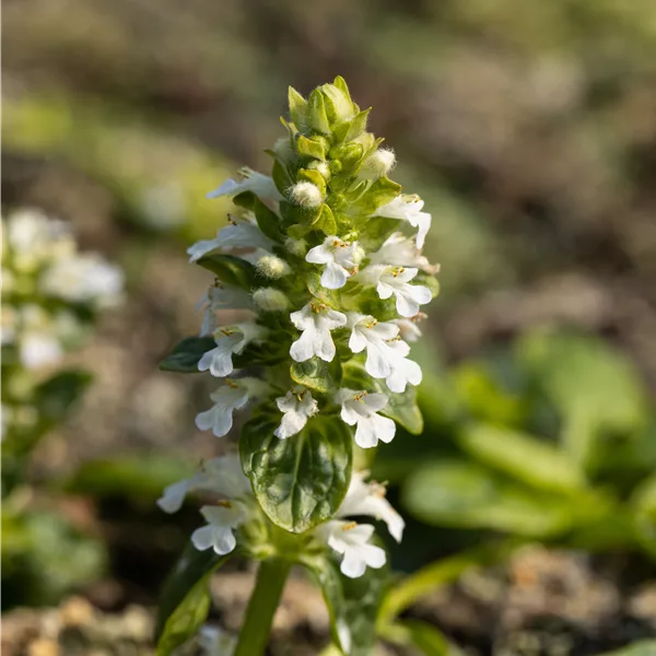 Ajuga reptans 'Alba'