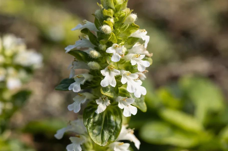 Ajuga reptans 'Alba'