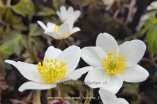 Anemone nemorosa 'Lychette'
