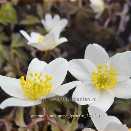 Anemone nemorosa 'Lychette'