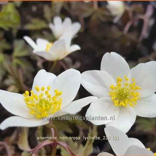Anemone nemorosa 'Lychette'
