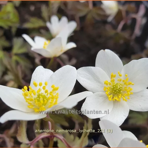 Anemone nemorosa 'Lychette'