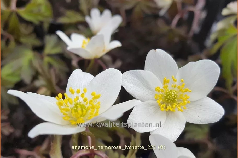 Anemone nemorosa 'Lychette'