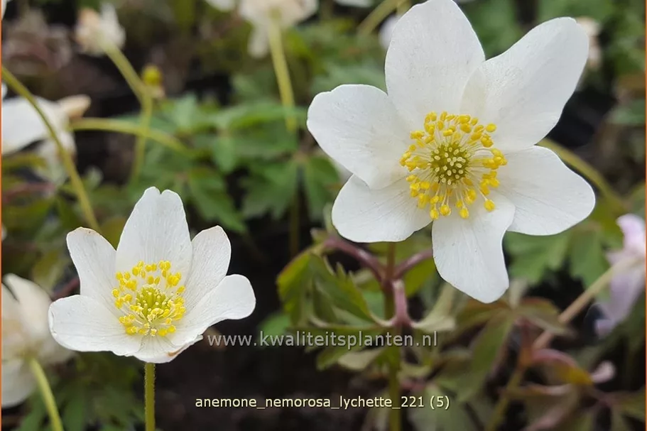 Anemone nemorosa 'Lychette'