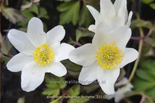 Anemone nemorosa 'Lychette'