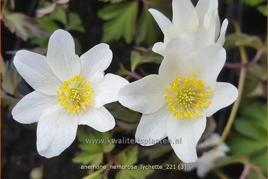 Anemone nemorosa 'Lychette'
