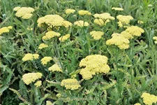 Achillea 'Taygetea'