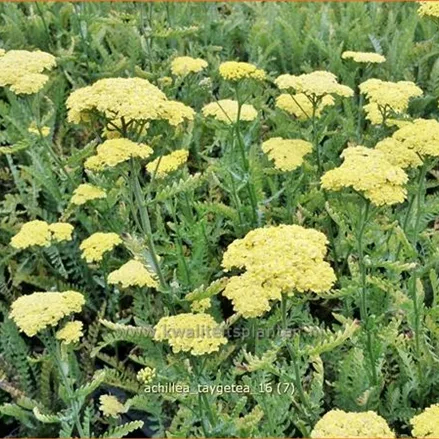 Achillea 'Taygetea'