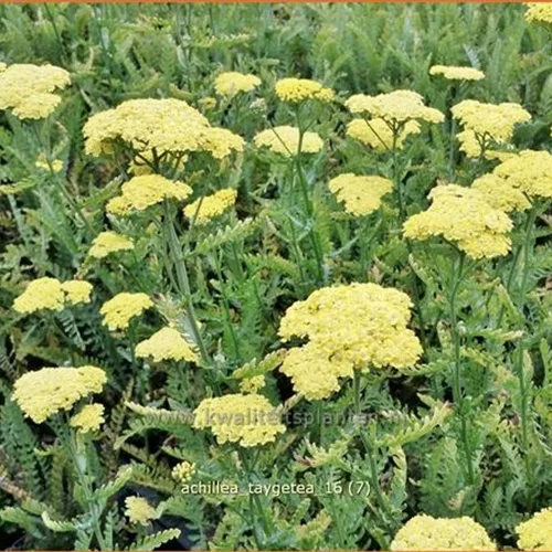 Achillea 'Taygetea'