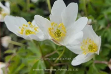 Anemone nemorosa 'Lychette'