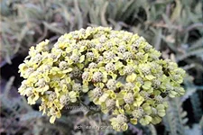 Achillea 'Taygetea'