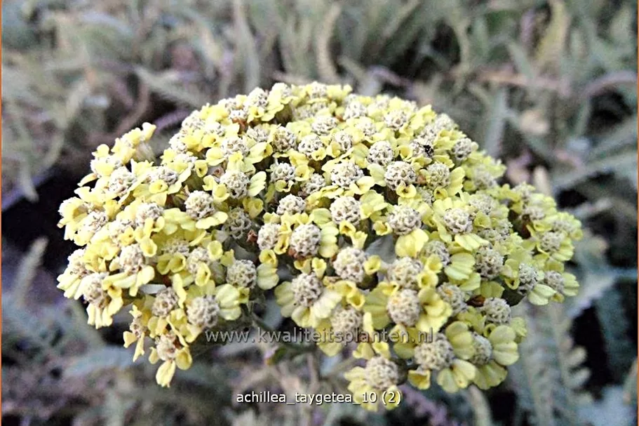 Achillea 'Taygetea'