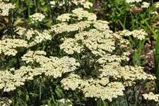 Achillea 'Taygetea'