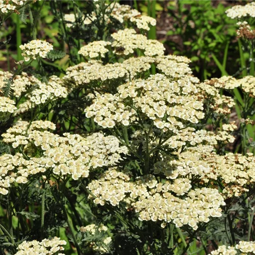 Achillea 'Taygetea'