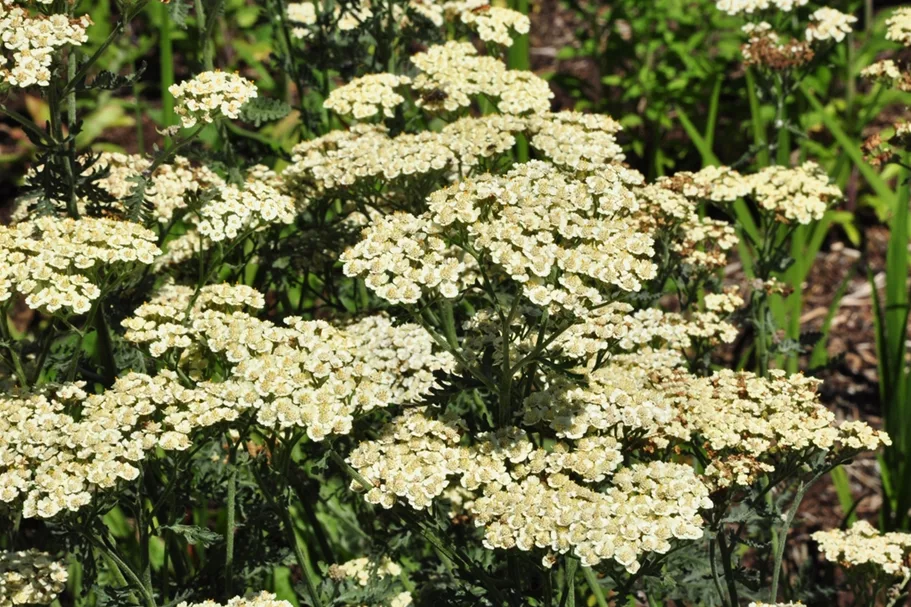 Achillea 'Taygetea'