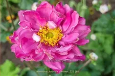 Anemone hybrida 'Carmen'
