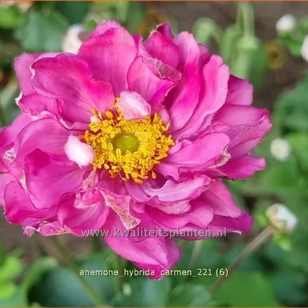 Anemone hybrida 'Carmen'