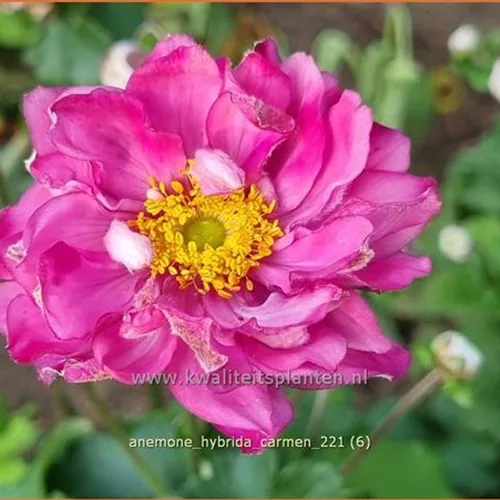 Anemone hybrida 'Carmen'