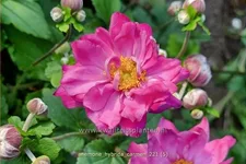 Anemone hybrida 'Carmen'