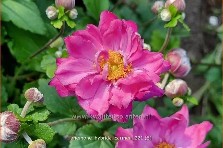 Anemone hybrida 'Carmen'