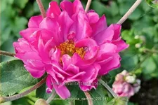 Anemone hybrida 'Carmen'