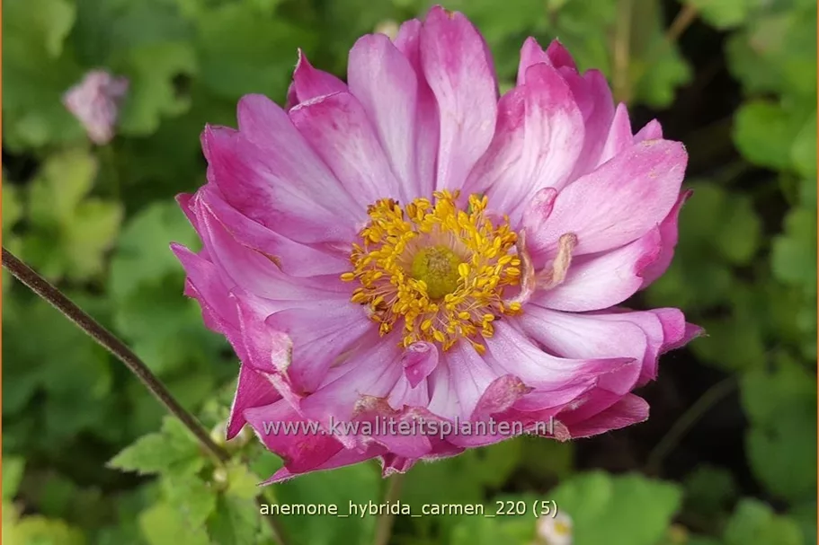 Anemone hybrida 'Carmen'