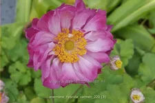 Anemone hybrida 'Carmen'